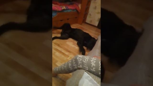 Прикол Кабан смотреть онлайн