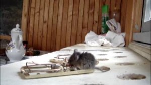 Мышь катается на мышеловке