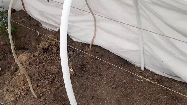 Как виноград перенес заморозки под укрытием смотреть онлайн