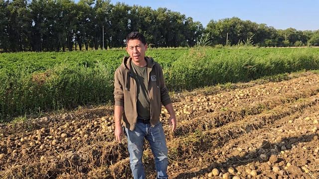 Самый лучший сорт картофеля в СНГ. Коломбо