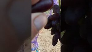 Новая ультра ранняя форма кишмиш 5 августа 2024.Часть 2 #с