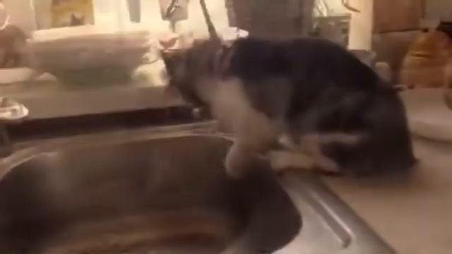 водные процедуры котенка смотреть онлайн