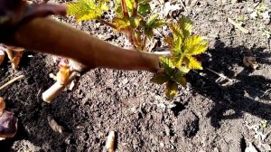 Ежевика сорт блек джем, как я обрезаю кусты.