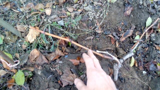 Осенняя обрезка молодых кустов винограда: смотреть онлайн