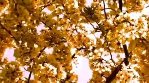 САДко-Вишня белоснежная-ТЕКСТ