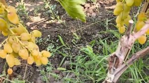 ЖЁЛТЫЙ ВЕЛИКАН виноград селекции Калугина В.М.