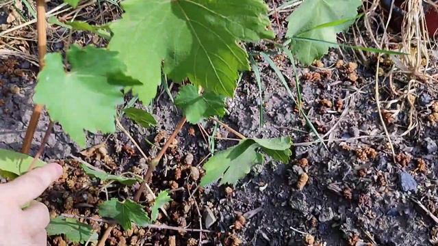 Чеканка двухлетних кустов вызревание лозы