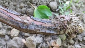 Виноград Рататуй на 8 августа 2024 г. обзор ягод