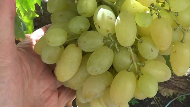 Виноград Арарат (кишмиш) и Пектораль.