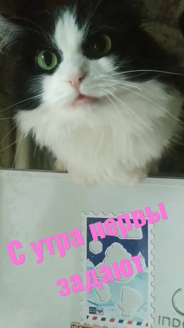 нервная кошка #смешныевидео #приколы #1000 #животные #shortsvideo #топ #выживание #котики #кот #мяу смотреть онлайн