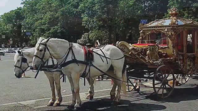 Отдых в Петербурге: аквапарк, ресторан и прогулка в Летнем саду Лето 2024 #петербург #travel смотреть онлайн