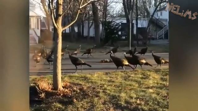 Ну нахер / Ритуал / Необъяснимое явление ПРИКОЛЫ 2017