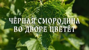 ГУДЗОН  - Чёрная смородина (Lyric)