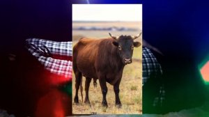 Туш табири - Тушда Хукиз бука новвос куриш