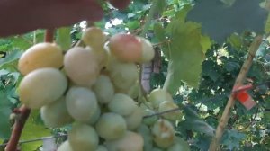 Лимпопо - новая форма Калугина В.М.