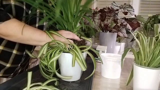 спасаем хлорофитум!!! что это залив!? или сглазз🧐? посм смотреть онлайн