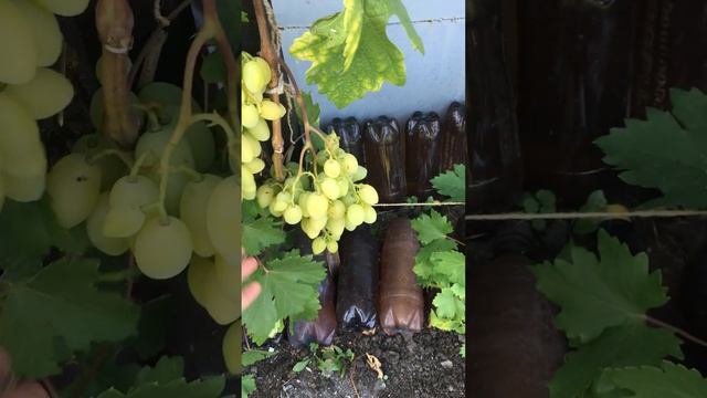 Виноград Юбилей Новочеркасска