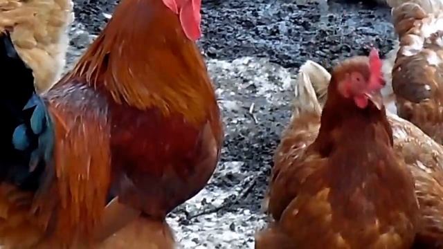 КУРОЧКА ЗАИГРЫВАЕТ С ПЕТУХОМ).Видео Татьяны Крестьянсковой. смотреть онлайн