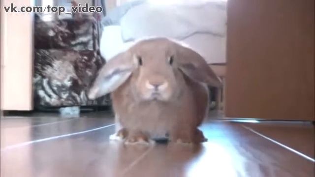 Декоративный кролик. Приколы смотреть онлайн