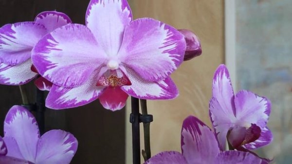 Орхидея фаленопсис Toshi (Тоши). Первое домашнее цветени?