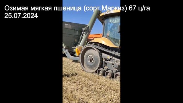 Озимая мягкая пшеница (сорт Маркиз) 67 ц/га 25.07.2024 ОХМК