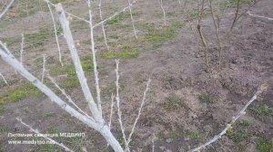 ПЕРСИКИ и НЕКТАРИНЫ НЕ ЗАБОЛЕЮТ! Весенние обработки п?