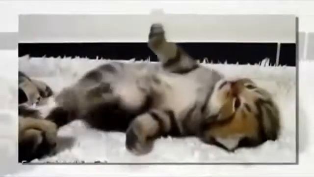 Утренние потягушки! Милые котики смотреть онлайн