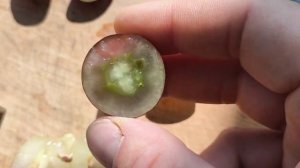 ХАЗАР и ФАНТАЗЁР виноград селекции Калугина Виктора