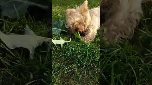 Капуста брокколи супер ! ! !