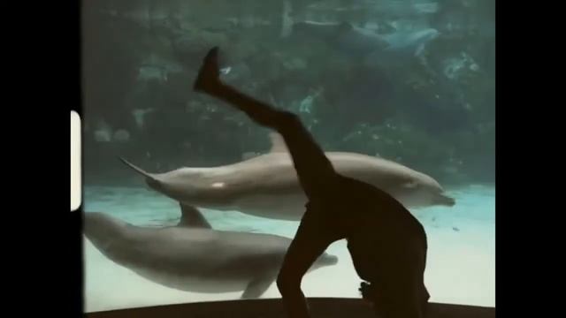 Видео 5. Животные дерзкие и смешные. смотреть онлайн