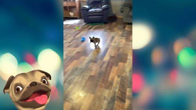 🤣Невероятно милые пушистики и милашки!😸Смешные Кошки Приколы с Кошками Собаками #43 Funny cats vide смотреть онлайн