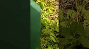 Малина Вайолет. 10.09.24