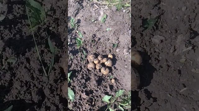 Выкопал картофель сорт галла