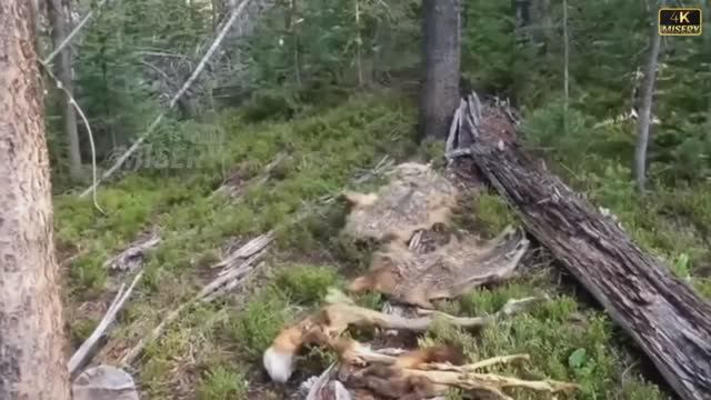 Такого в Лесу Ты Ещё Точно Не Видел! САМЫЕ СТРАШНЫЕ ЛЕСНЫЕ ВИДЕО! ТОП УЖАСНЫХ ВИДЕО. смотреть онлайн