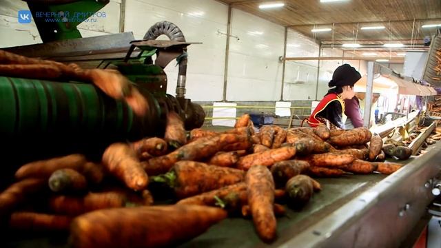 На полях Дмитровского округа стартовала уборка морко? смотреть онлайн