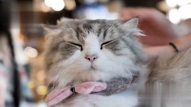 😺Мяуканье котят. Звуки мяуканья котят. Звуки кошки 😺