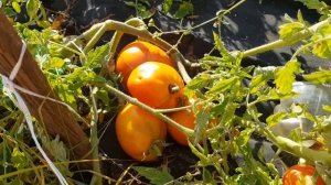 Томат Пир на весь мир 07.09.24