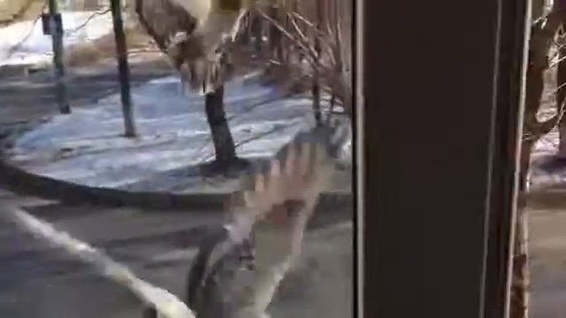 Смешные Коты и Птицы смотреть онлайн