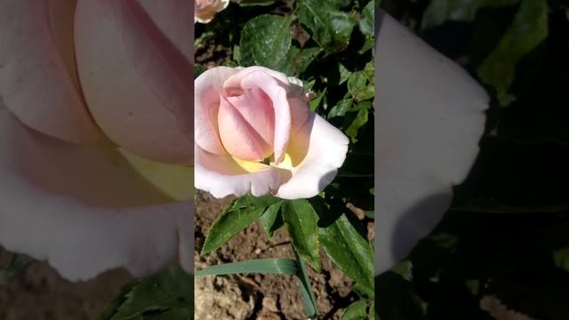 The Pride (Зе Прайд, пер. Гордость)