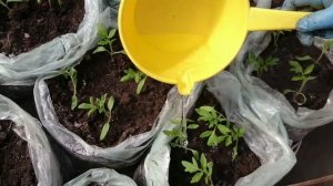 Новым способом пикирую помидоры в теплицу