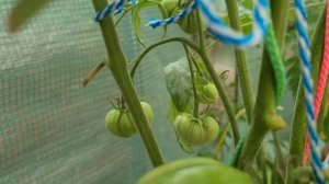 Томат КОЗУЛА 156/1