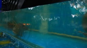 Обзор Quán B9. Живой скат!