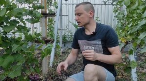 Виноград Семушка, Стелла-D, Эльдорадо и к-ш Малиновый н?