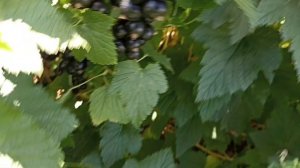 БИГ БЕН крупноплодный сладкий сорт чёрной смородины о