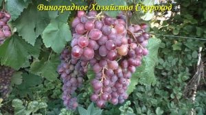 Виноград 2023. Клубничный - неплохой результат