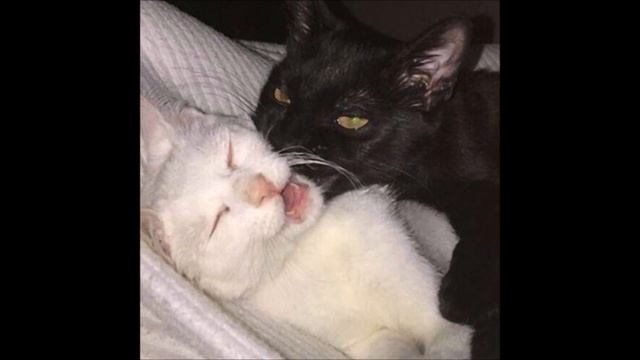 Карти, CHERRY BERRY - Ранами