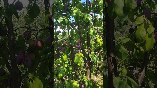 Слива угорка (венгерка) Ювілейна