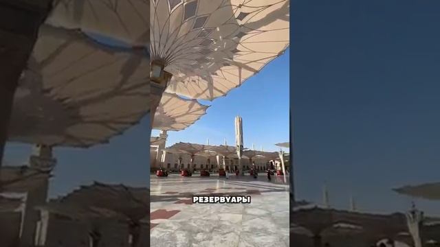 Вот так прячутся от жары 😱 смотреть онлайн