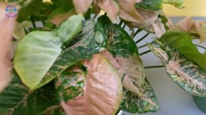 Сингониум  Маргарита Мутейшен