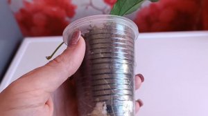 Укоренение хойи из одного листа.